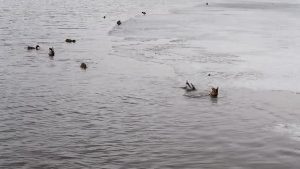 Patos Pescam Rio Gelado Patos Mergulhar Sob Água — Vídeo de Stock