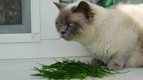 Chaton Mange Une Herbe Verte Spéciale Pour Nettoyer Estomac — Video