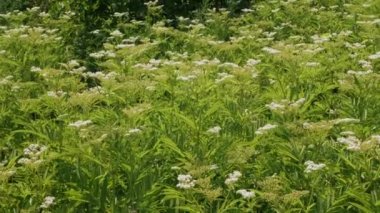 Mürver tarlasında olgunlaşır. Çiçek açan Mürver.