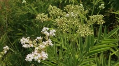 Olgunlaşmış mürver, yeşil mürver. Mürver çalıları rüzgarda sallanıyor