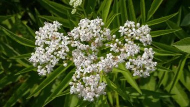 Mürver çiçeği, açmakta olan mürver ağacı yakından.