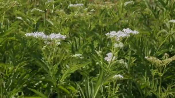 Sabugueiro Florescente Oscila Vento Plantação Sabugueiro — Vídeo de Stock