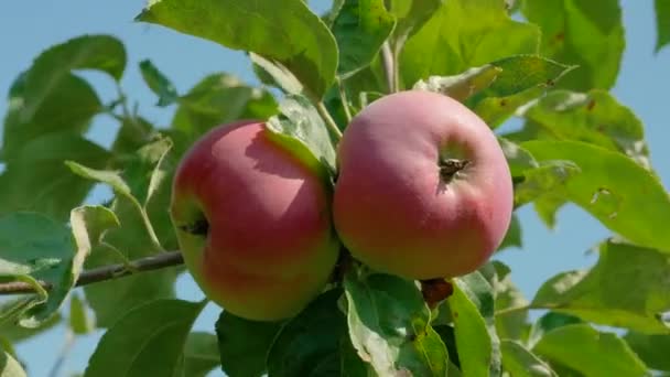 Primeros Planos Manzanas Una Rama Árbol Cultivo Frutos Plantaciones — Vídeos de Stock