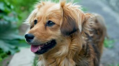 Zencefilli bir köpeğin portresi, güzel bir evcil köpek, sokakta evsiz bir köpek