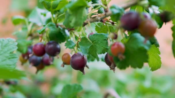 Yoshta Berry Bush Branch Ripe Black Yoshta Berries — Stock Video