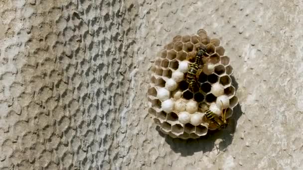 Bipollen Lagras Kammar Bin Kupan Celler Med Honung Och Pollen — Stockvideo