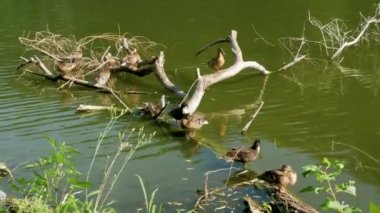 Kuru bir kütükte ördek, nehirde bir ördek sürüsü.