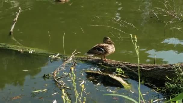 木の上のアヒル湖の中の鳥のアヒル — ストック動画