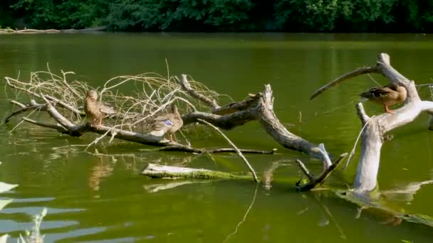 Ένα Κοπάδι Πάπιες Ξηρό Κορμό Πάπιες Στο Ποτάμι — Αρχείο Βίντεο