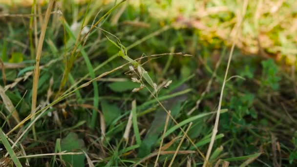 Eine Gottesanbeterin Kriecht Gras Eine Kleine Gottesanbeterin Gras — Stockvideo