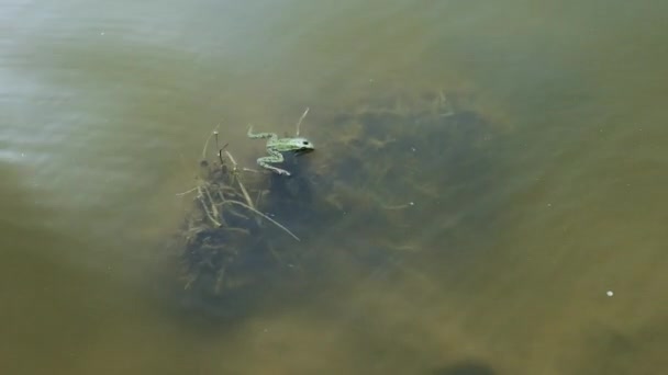 Žába Plave Řece Ropucha Shora — Stock video