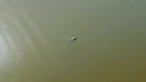 Żaba Pływa Zielonej Rzece Widok Góry Ropuchy — Wideo stockowe