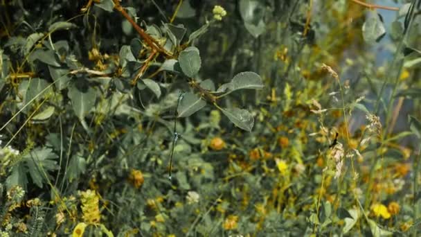 Dos Libélulas Reproducen Naturaleza Abierta Libélula Azul Una Rama Árbol — Vídeo de stock