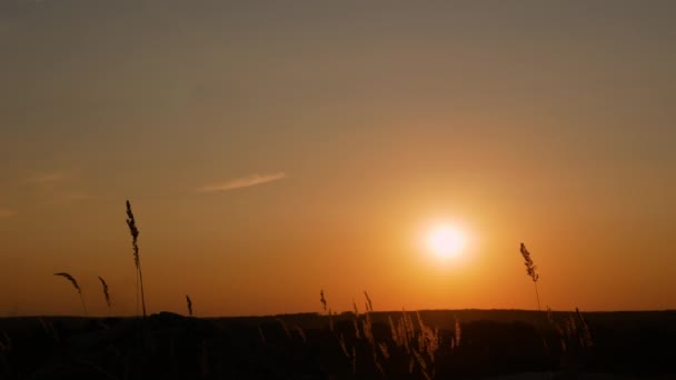 Bellissimo Paesaggio Con Tramonto Picchetti Ondeggiano Nel Vento Sullo Sfondo — Video Stock