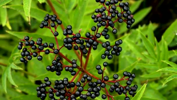 Μαύρο Ώριμο Elderberry Top View — Αρχείο Βίντεο