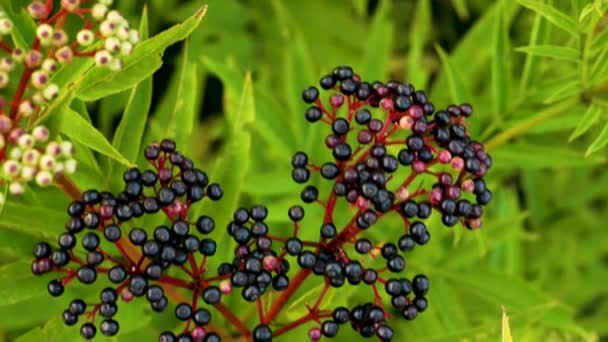 Wazig Focus Bovenaanzicht Van Sappige Rijpe Zwarte Vlierbessen — Stockvideo