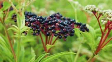 Yavaş çekim. Olgunlaşan mürver fidanı. Olgun elderberry yakın çekim