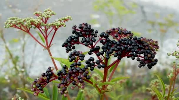 Beautiful Bush Ripe Elderberry Berries Camera Slow Motion Growing Elderberry — Stock Video