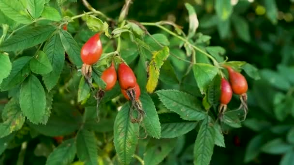 Rosa Madura Quadris Galho Árvore Quadris Rosa Estão Maduros — Vídeo de Stock