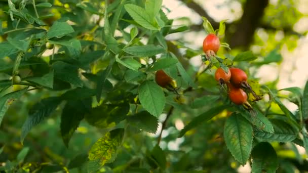 Slow Motion Ripe Rose Hips Tree Branch — Stock Video