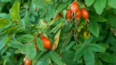 Olgun gül ağacı, kırmızı gül üzümü