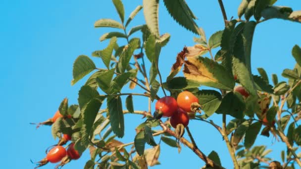 Bacca Rosa Canina Ramo Albero Uno Sfondo Cielo Blu — Video Stock