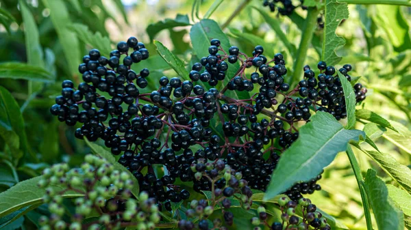Ripe elderberry branch, black berry on a tree branch close-up
