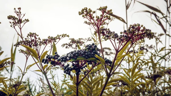 Svart Fläderbär Gren Buske Med Gult Bladverk Fläderbär Plantagen — Stockfoto