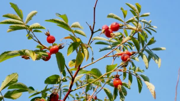 Ripe Rosehip Berry Tree Branch Background Sky — Stock Video