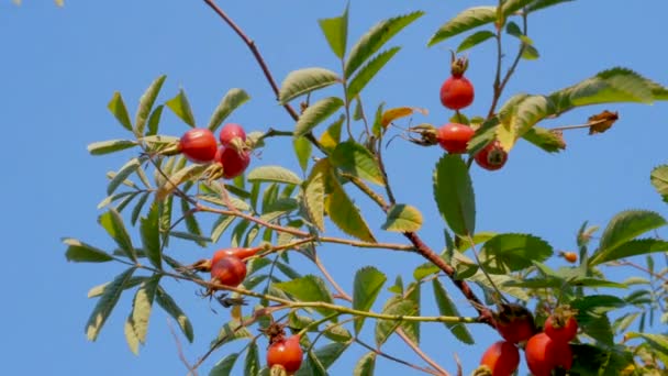 成熟的蔷薇浆果在天空的背景上的树枝上 — 图库视频影像