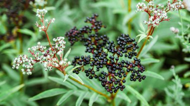 Bahçede bir mürver böğürtleninin güzel bir fotoğrafı, dalda olgun bir böğürtlen.