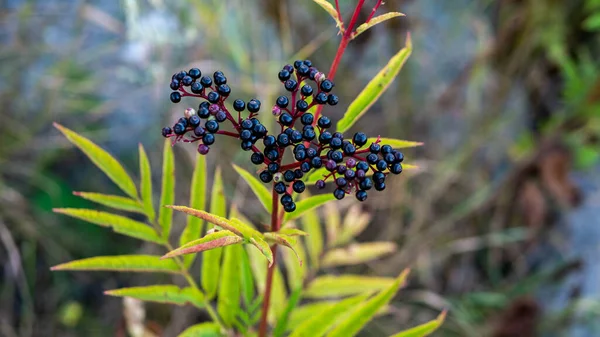 Vackra Fläderbär Bush Top View Black Berry Garden — Stockfoto