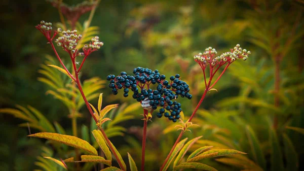 Beautiful Elderberry Bush Warm Yellow Tones Branch Ripe Black Berries — Stock Photo, Image