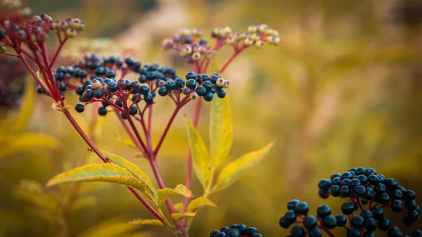 Autumn Elderberry Bush Yellow Foliage Ripe Black Berry Warm Yellow — Stock Photo, Image