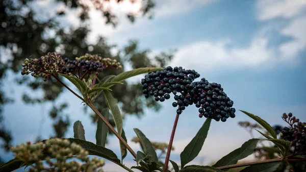 Elderberry Bush Background Blue Sky Ripe Black Berries Elderberry Medicinal — Stock Photo, Image