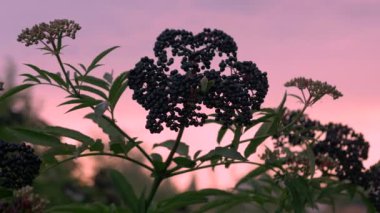 Gün batımında olgun elder çalısı, rüzgarda sallanan bir böğürtlen dalı.