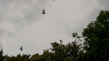 Bulutlu gökyüzünde bir karga sürüsü. Kara kuşlar ağaçların üzerinden uçar