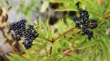 Olgun elderberry üst görünüm, yavaş çekim ihtiyarüzümü çalı