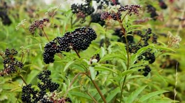 Yaşlı böğürtlen çalısı ağır çekimde rüzgarda sallanıyor. Kara Orman Çileği