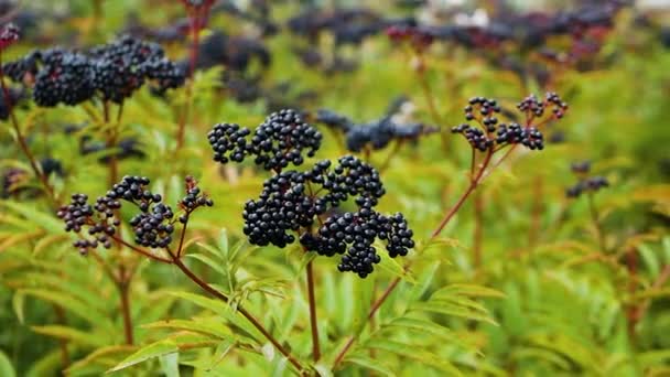 Fläderbär Plantage Mogna Svarta Bär Fläderbär Gren — Stockvideo