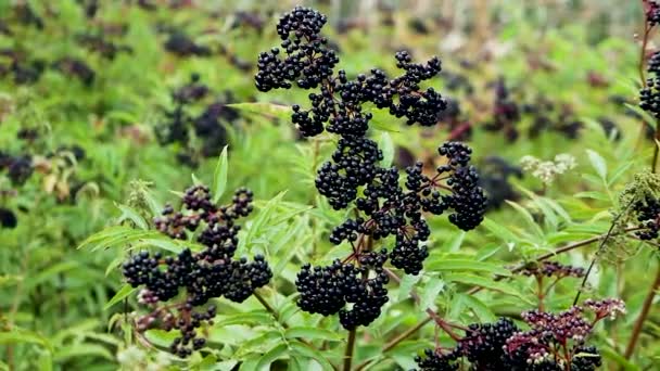 Καλλιέργεια Μούρων Ωριμάζει Θάμνος Elderberry Κλαδί Elderberry Αργή Κίνηση — Αρχείο Βίντεο