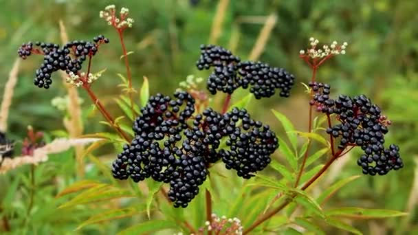 Bär Växande Plantage Fläderbärsbusken Mognar Närbild Fläderbärsgren Slow Motion — Stockvideo