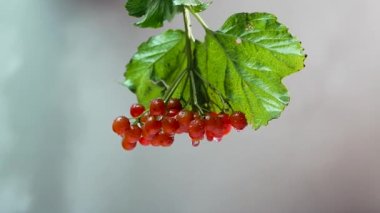 Beyaz arka planda Rowan çalısı, kırmızı rowan üzümünden akan su damlaları.