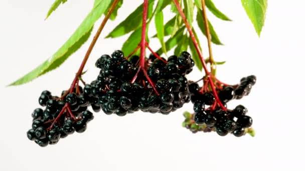 Ripe Elderberry Berry Isolated White Background Water Drops Black Berry — Stock Video