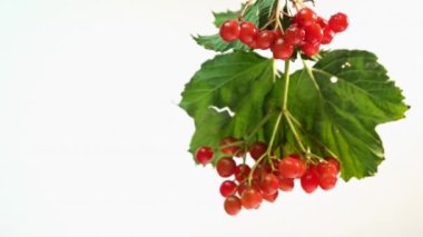 Kırmızı böğürtlen beyaz arka planda izole edilmiş bir dalda olgun bir rowan.