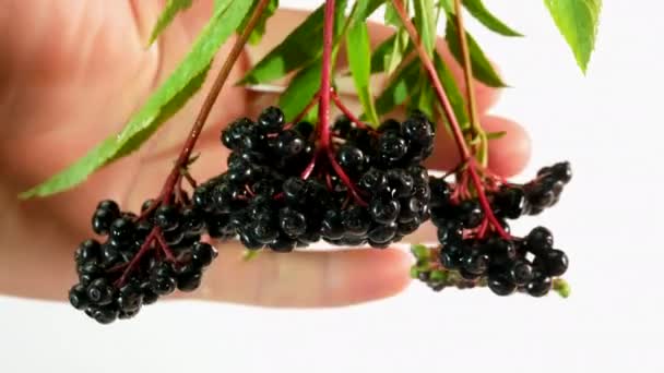 Nieselregen Oder Wasser Über Holunderbeeren Auf Weißen Isolierten Hintergrund Streuen — Stockvideo