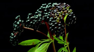 Bir damla su yavaşça siyah bir arka planda siyah bir mürver böğürtleninden aşağı akar.