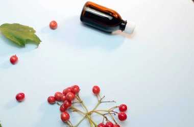 Red berry Rowan kopyalama uzayı. Böğürtlen tıbbi malzemesi mavi renkli arka planda.