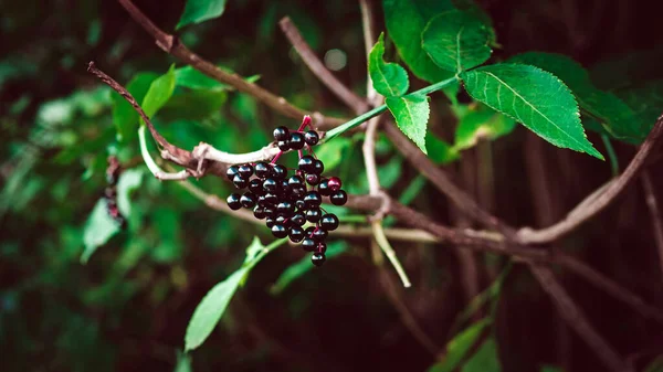 Ripe elderberry on a tree branch. Blackberry. Wild berry
