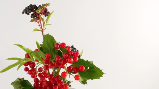 Verschiedene Beeren Auf Einem Isolierten Weißen Hintergrund Ein Vogelbeerzweig Mit — Stockvideo